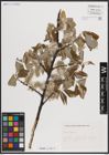 Foto von Salix caprea L.